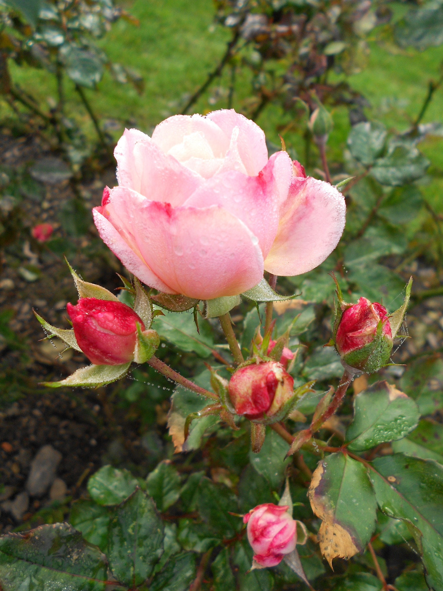 Nikon COOLPIX S2600 sample photo. Morning dew rose photography