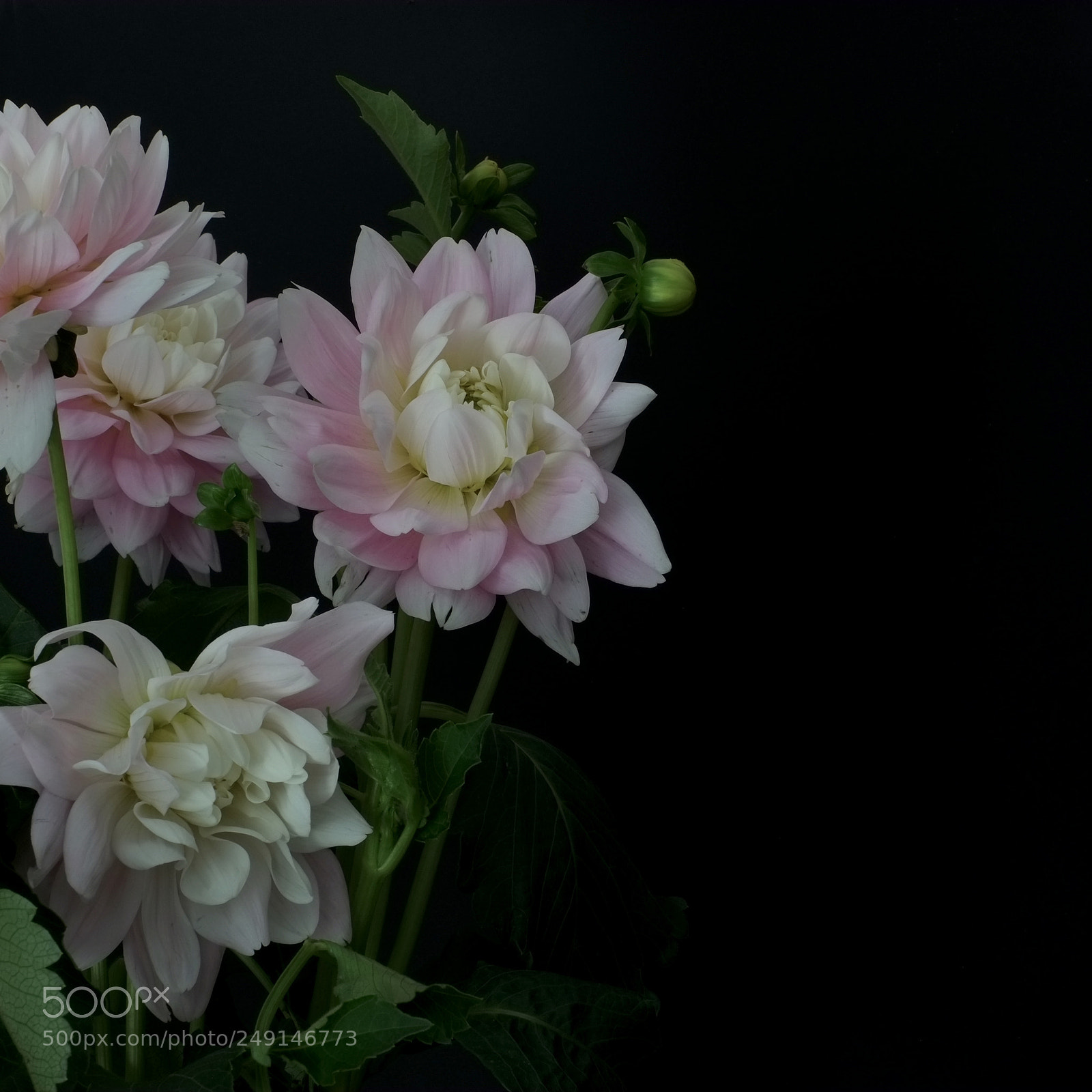 Fujifilm X-E1 sample photo. Dahlia photography