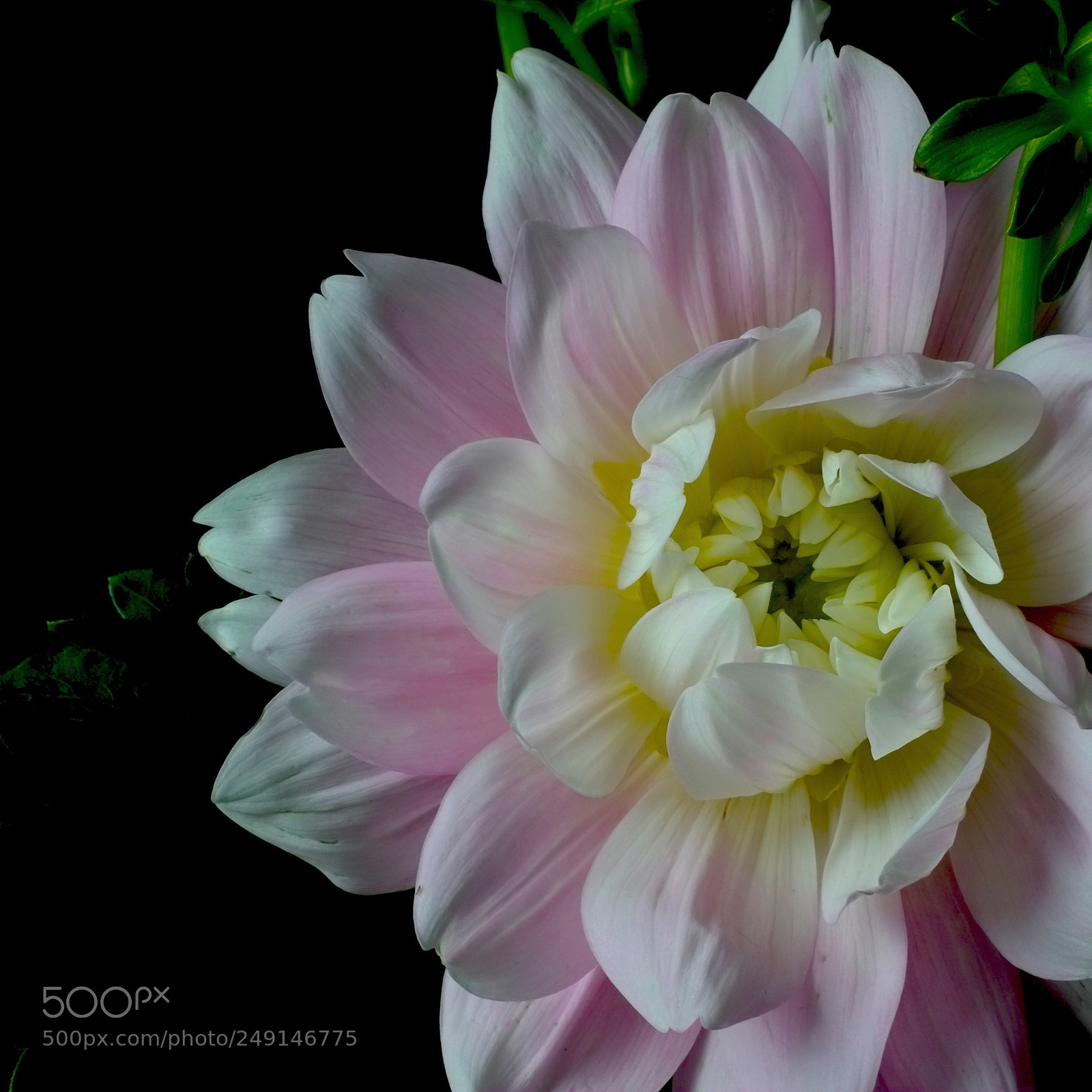 Fujifilm X-E1 sample photo. Dahlia photography