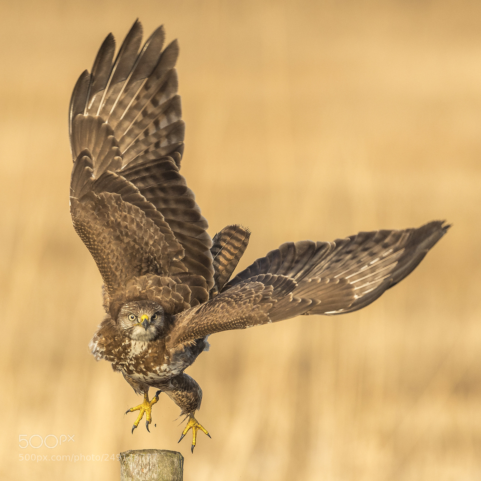 Nikon D500 sample photo. Buzzard takes off photography