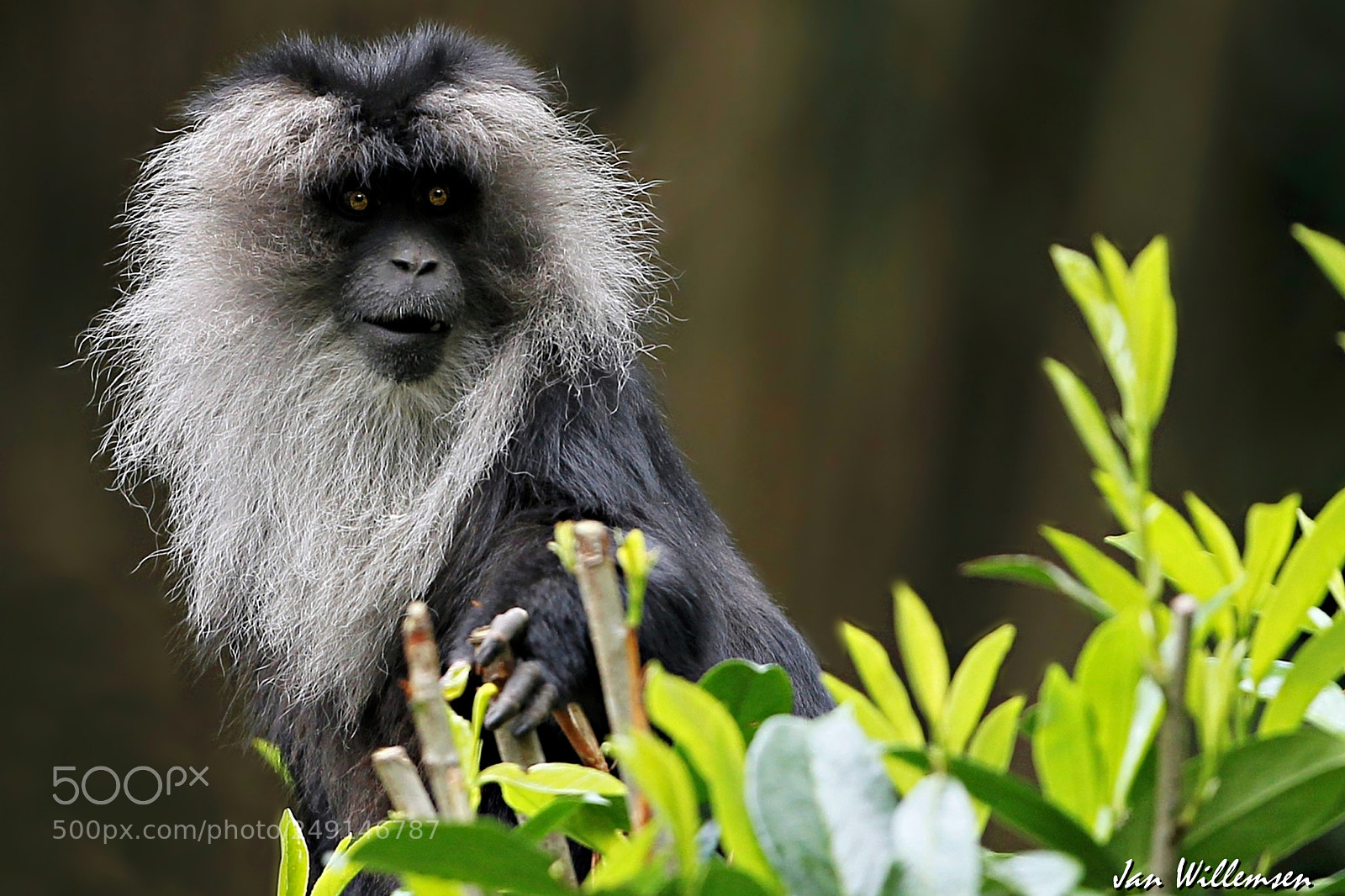 Canon EOS-1D Mark IV sample photo. Lion-tailed macaque photography
