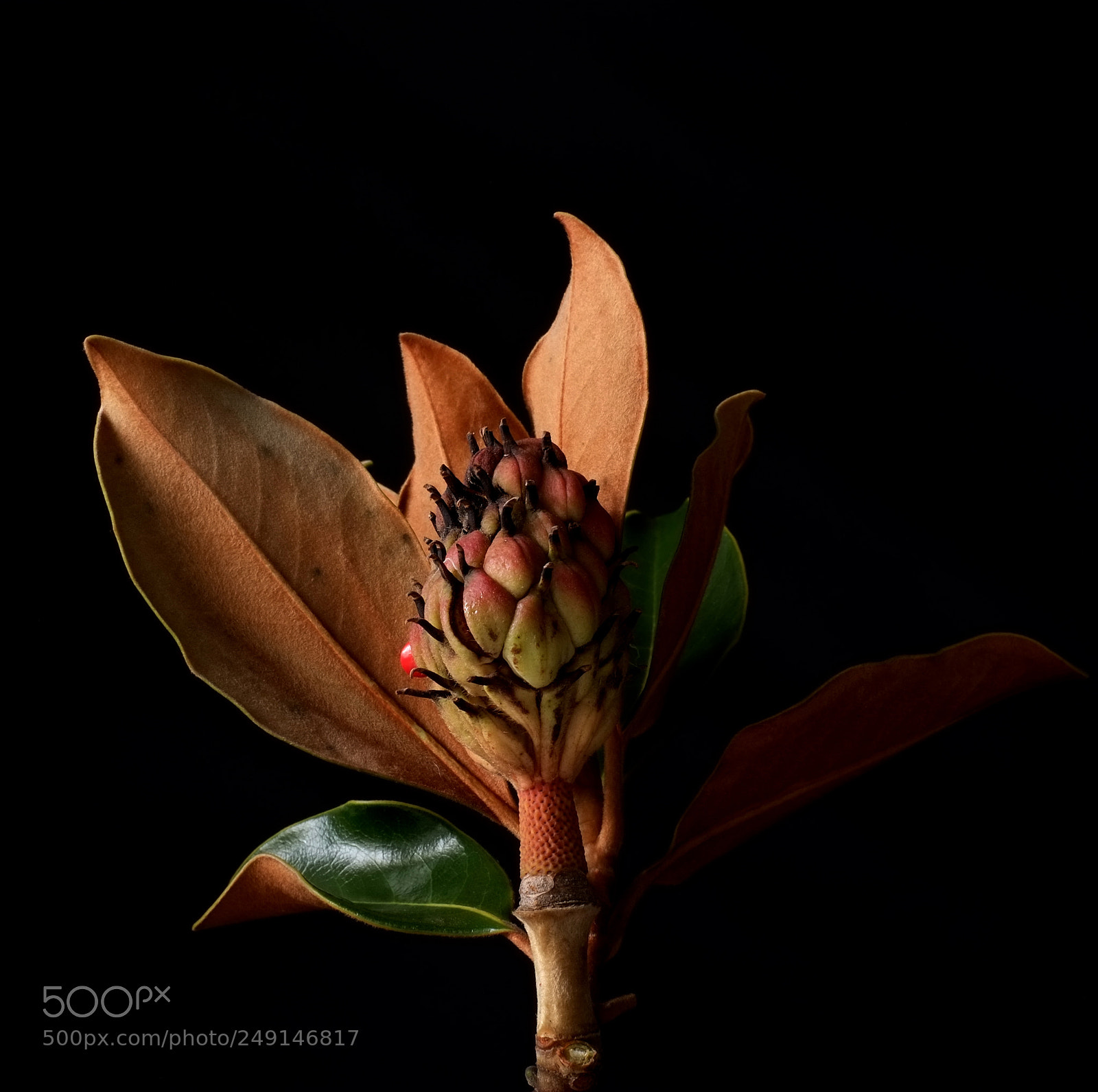 Fujifilm X-E1 sample photo. Magnolia pod photography