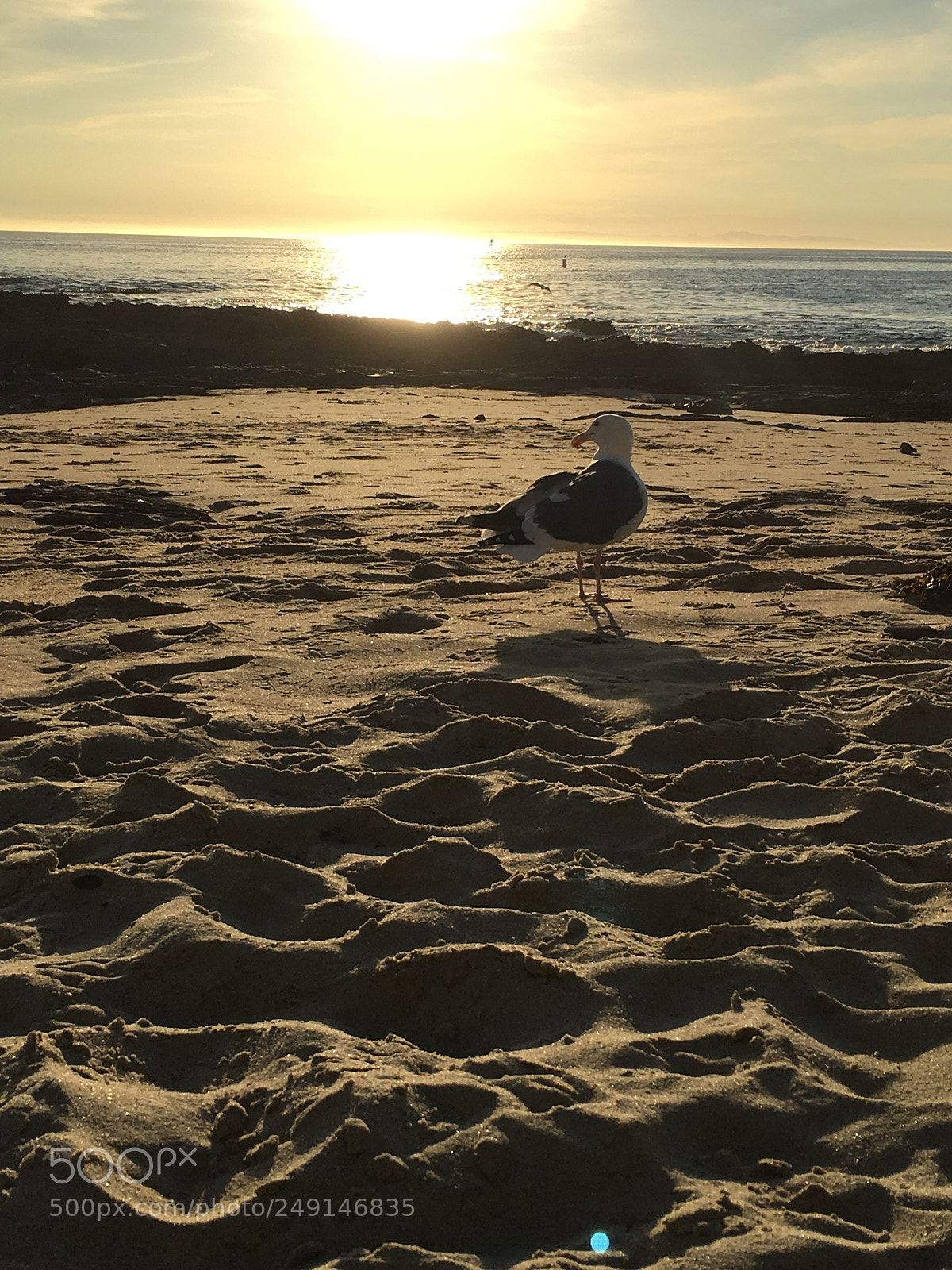 Apple iPhone 6s Plus sample photo. Cali shot photography