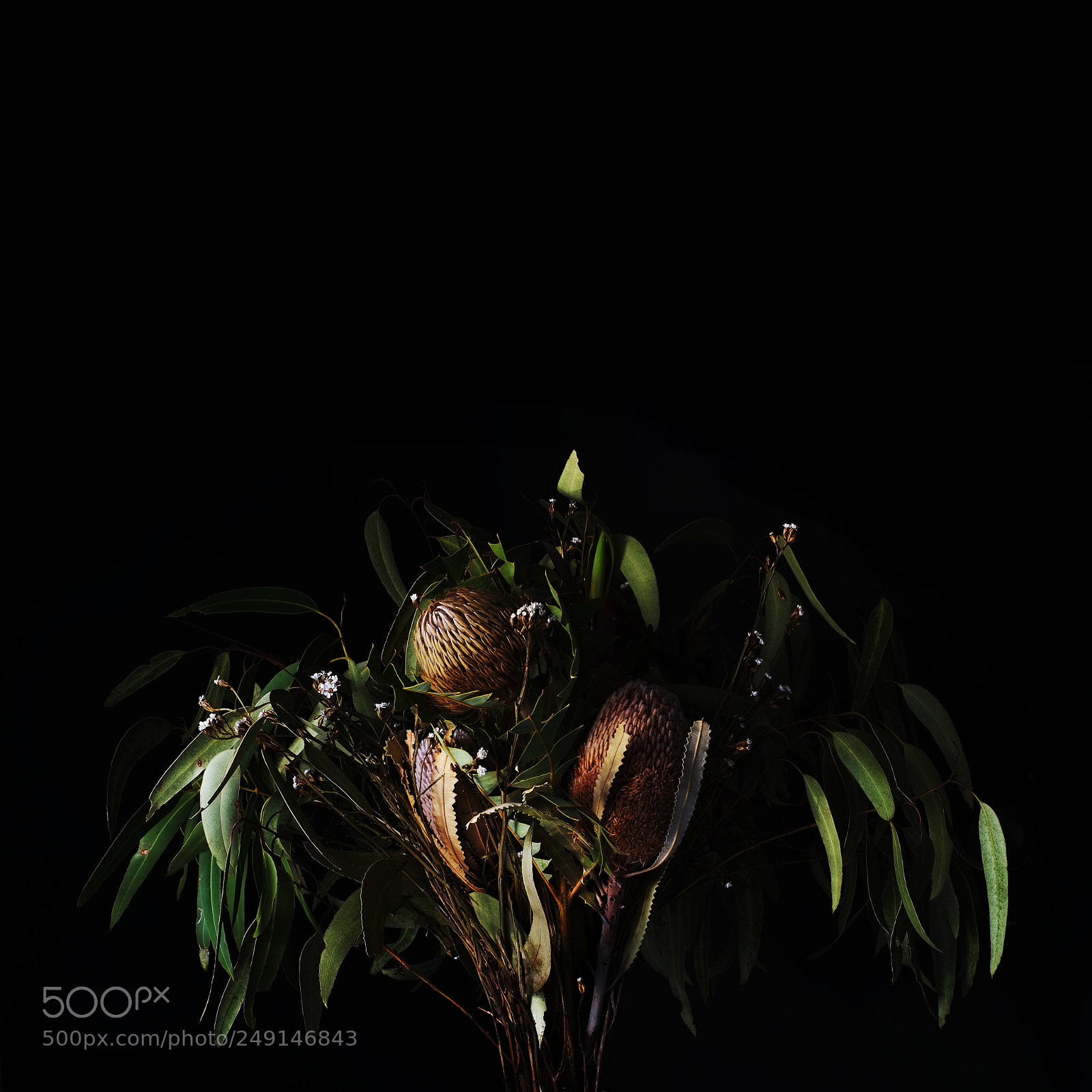 Fujifilm X-E1 sample photo. Native australian arrangement photography