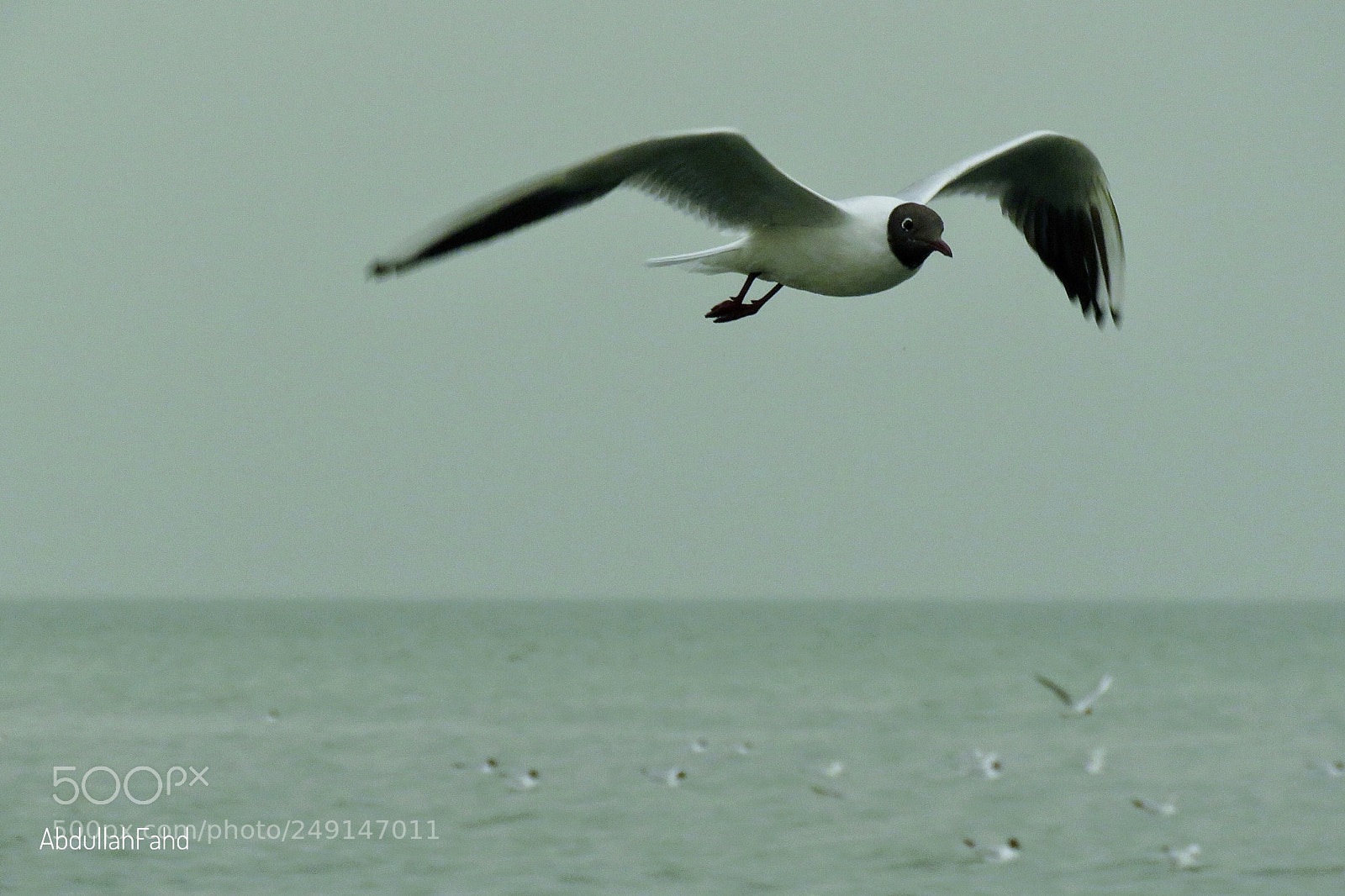 Canon PowerShot SX60 HS sample photo. Black head gull photography