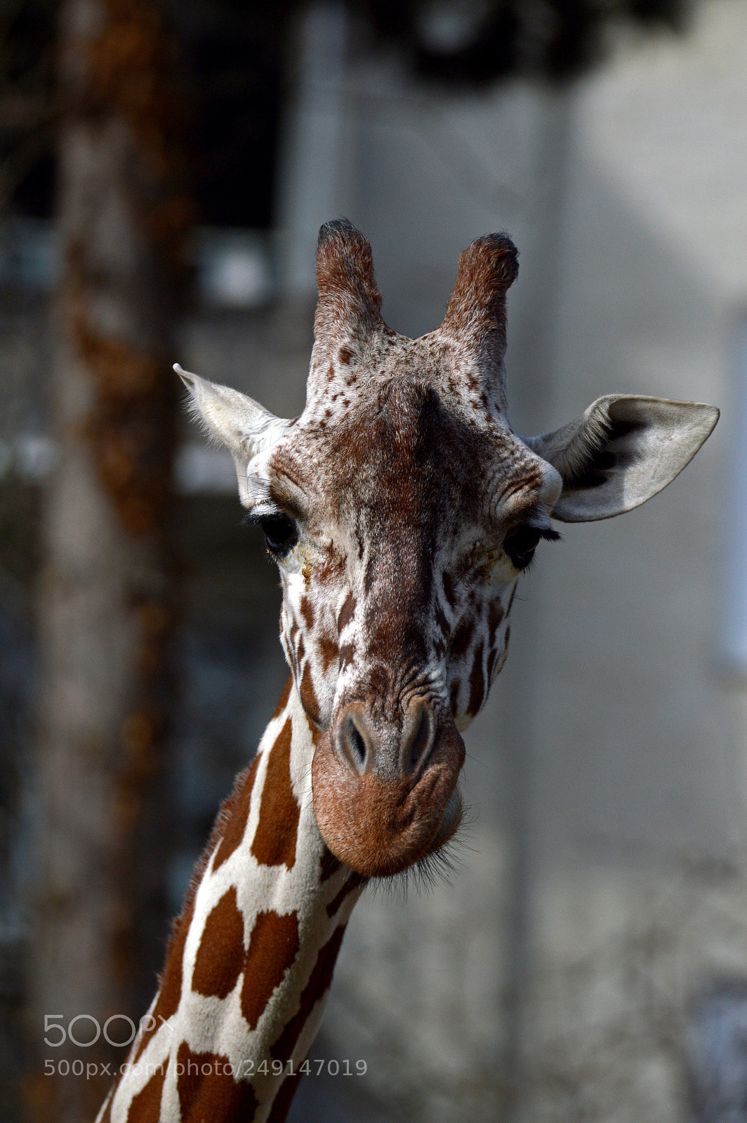 Nikon D3200 sample photo. Giraffe photography