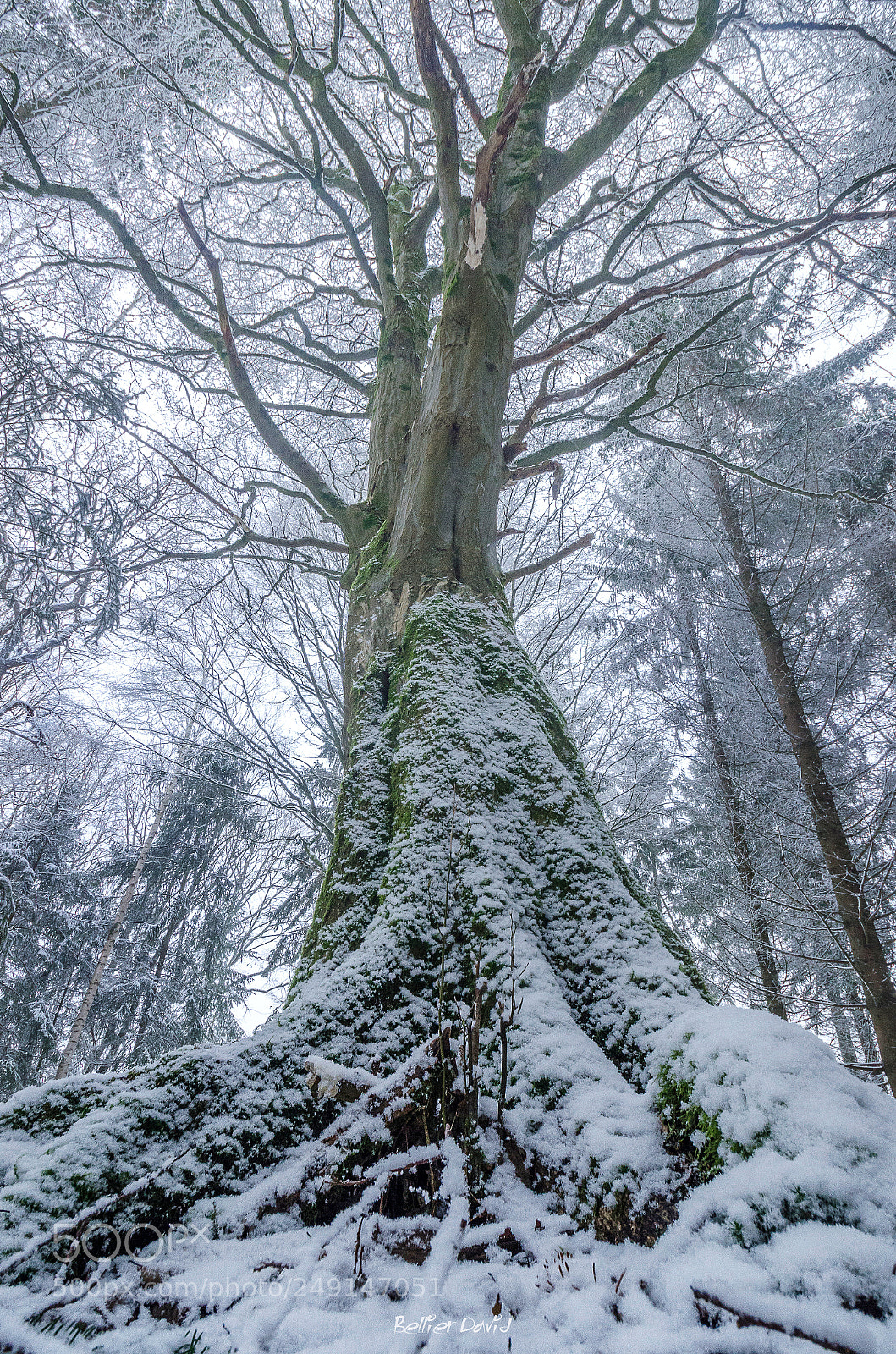 Nikon D7000 sample photo. Le vieil arbre et photography