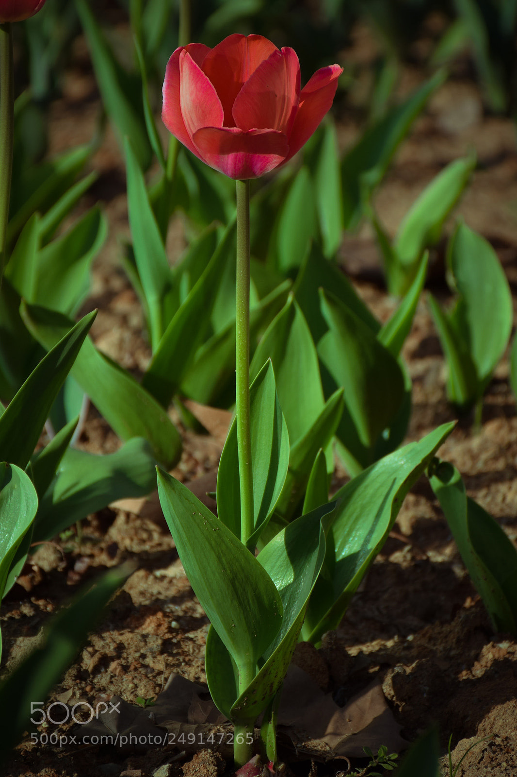 Nikon D5300 sample photo. Untitled photography