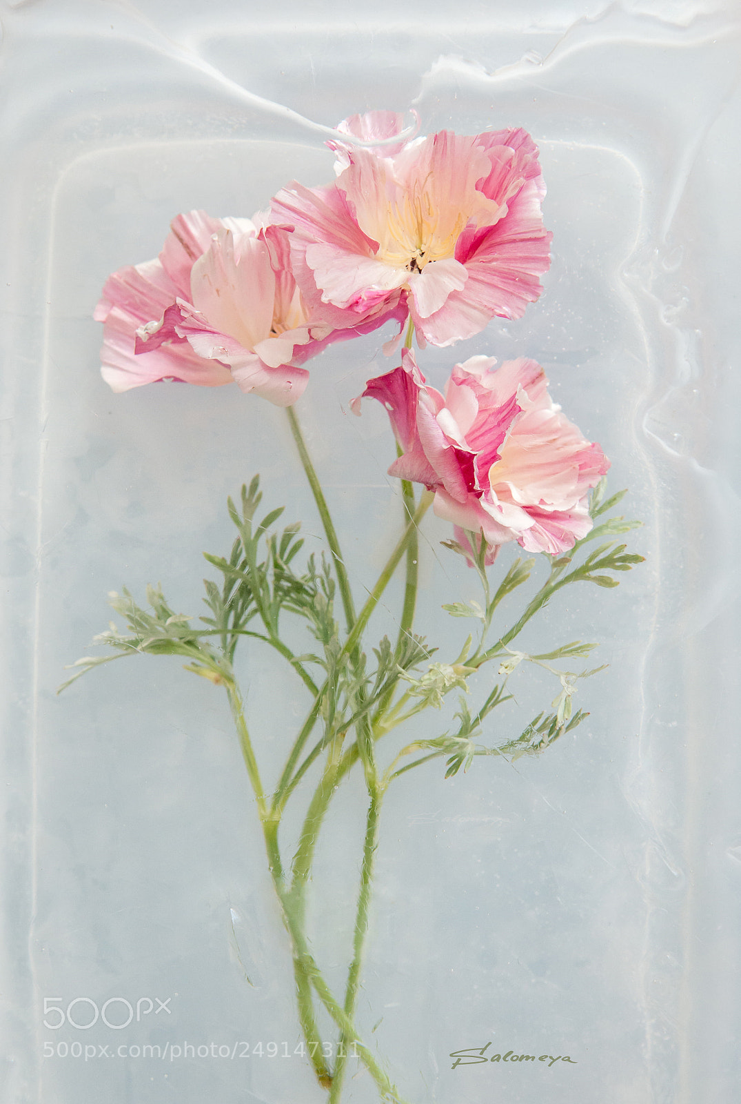Nikon D800 sample photo. Эшшольция photography