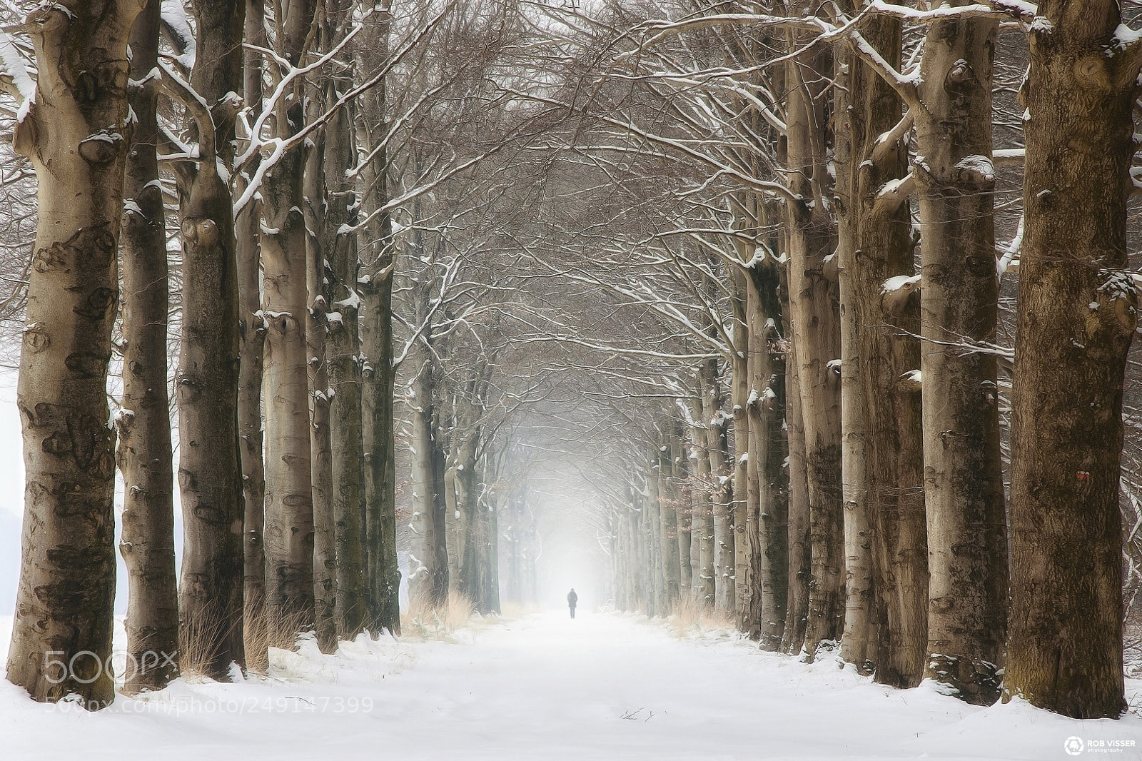 Nikon D5100 sample photo. White world photography