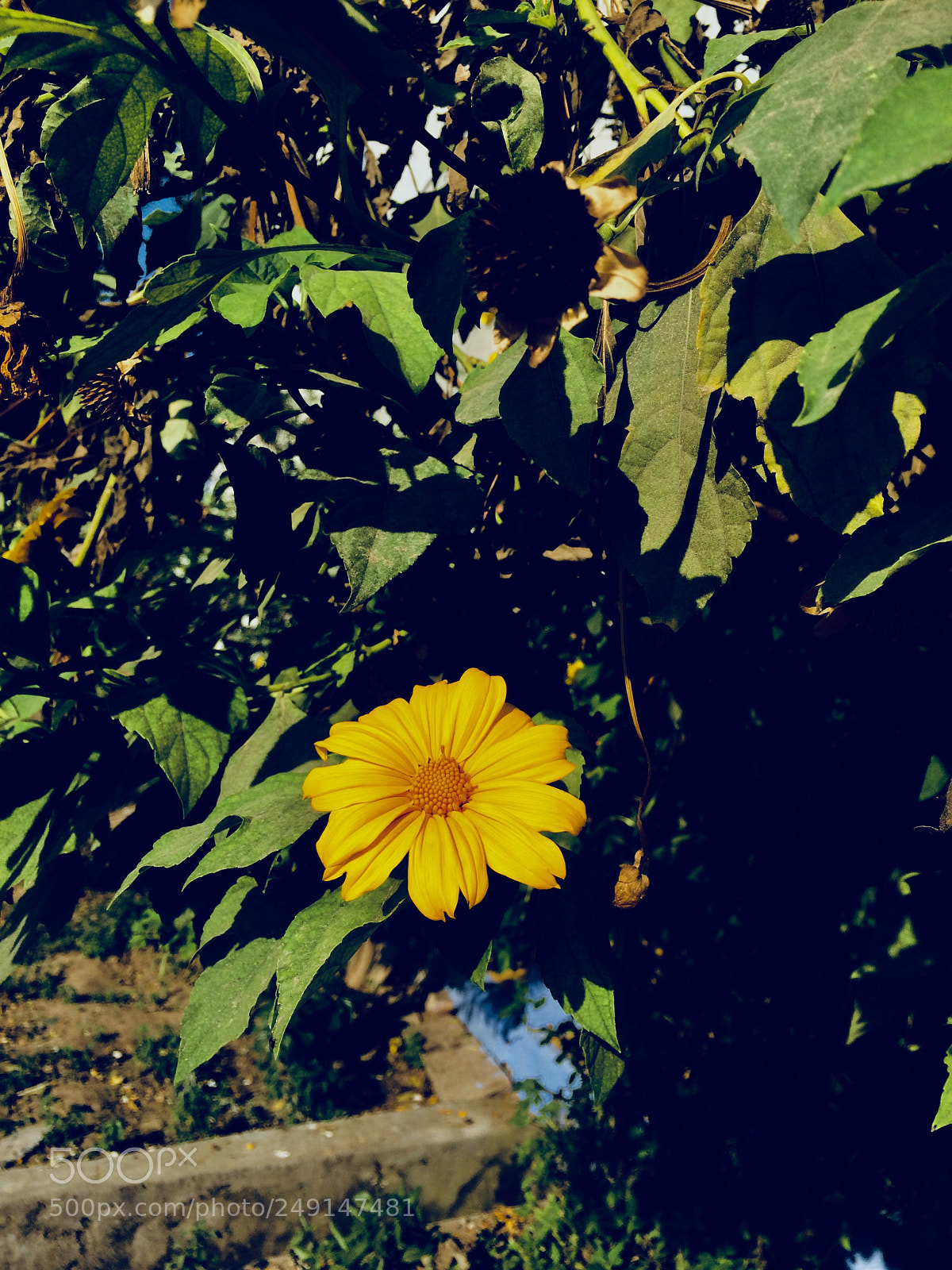 Apple iPhone 5s sample photo. Summer photography