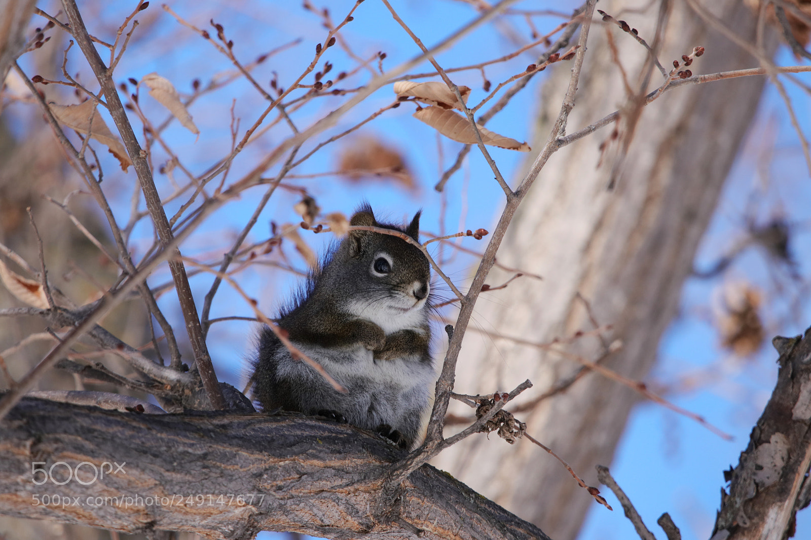 Canon EOS 80D sample photo. American red squirrel photography