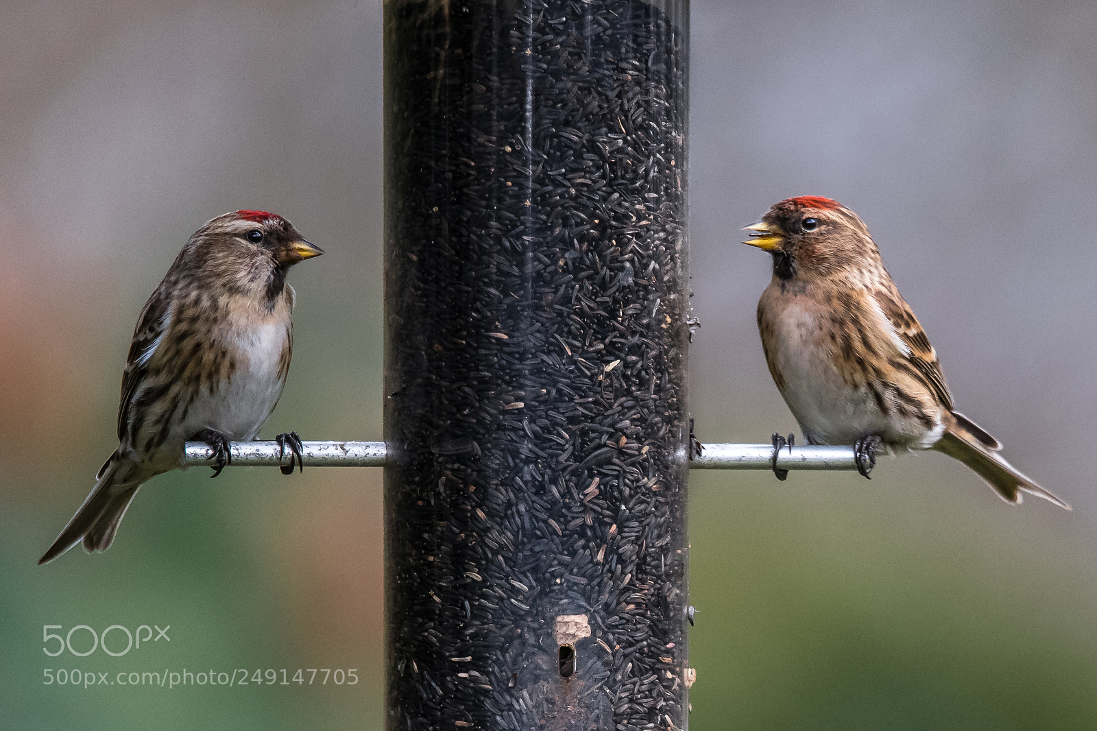 Nikon D850 sample photo. Lesser redpolls photography
