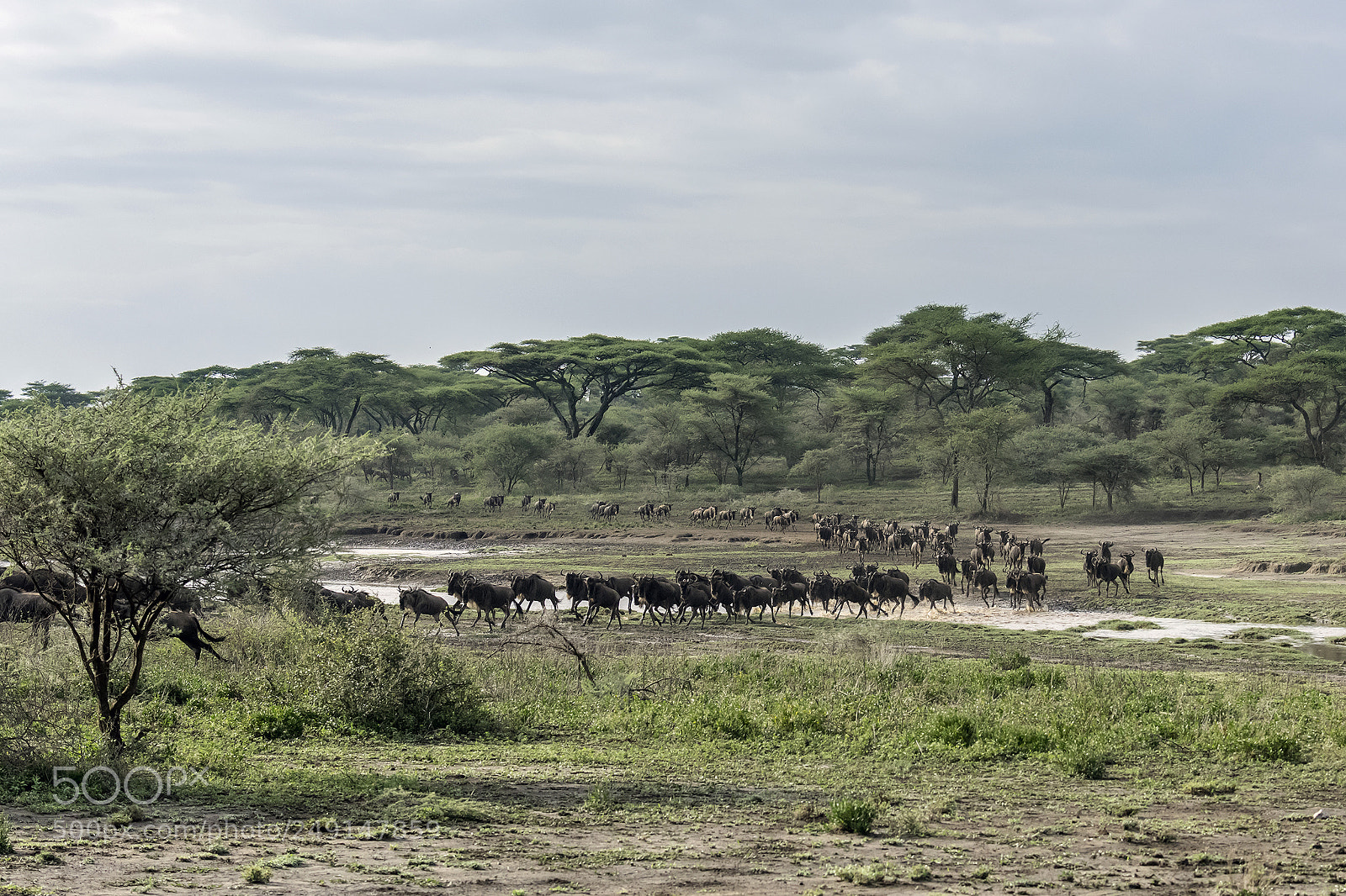 Nikon D810 sample photo. Big herd photography