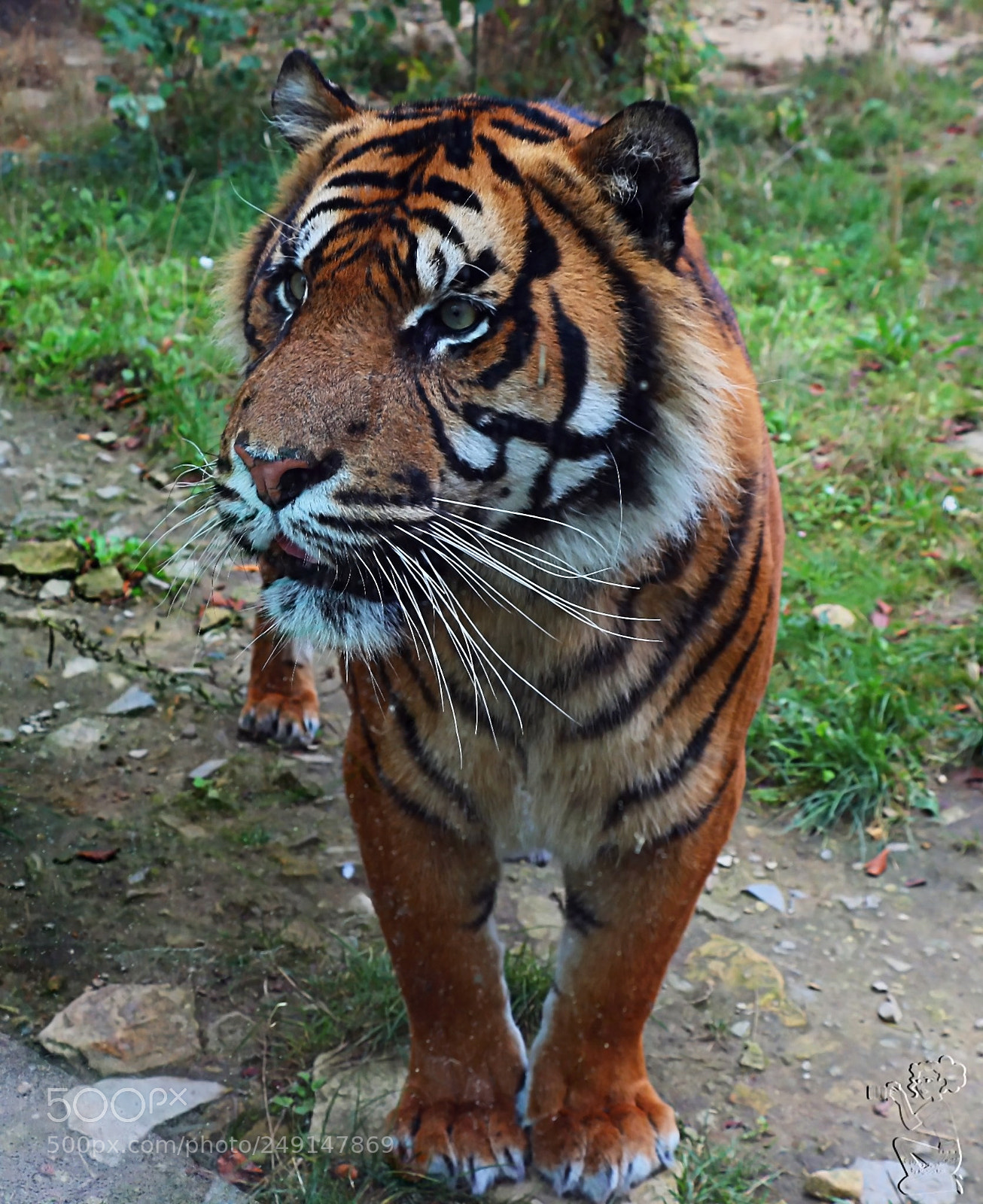 Canon EOS 650D (EOS Rebel T4i / EOS Kiss X6i) sample photo. I´m the tiger photography