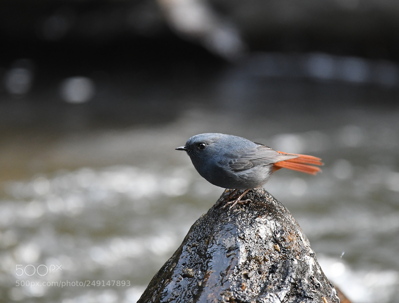 Nikon D500 sample photo. Untitled photography