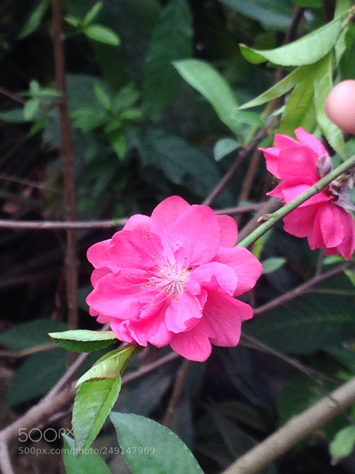 Apple iPhone 5 sample photo. Peach blossom photography