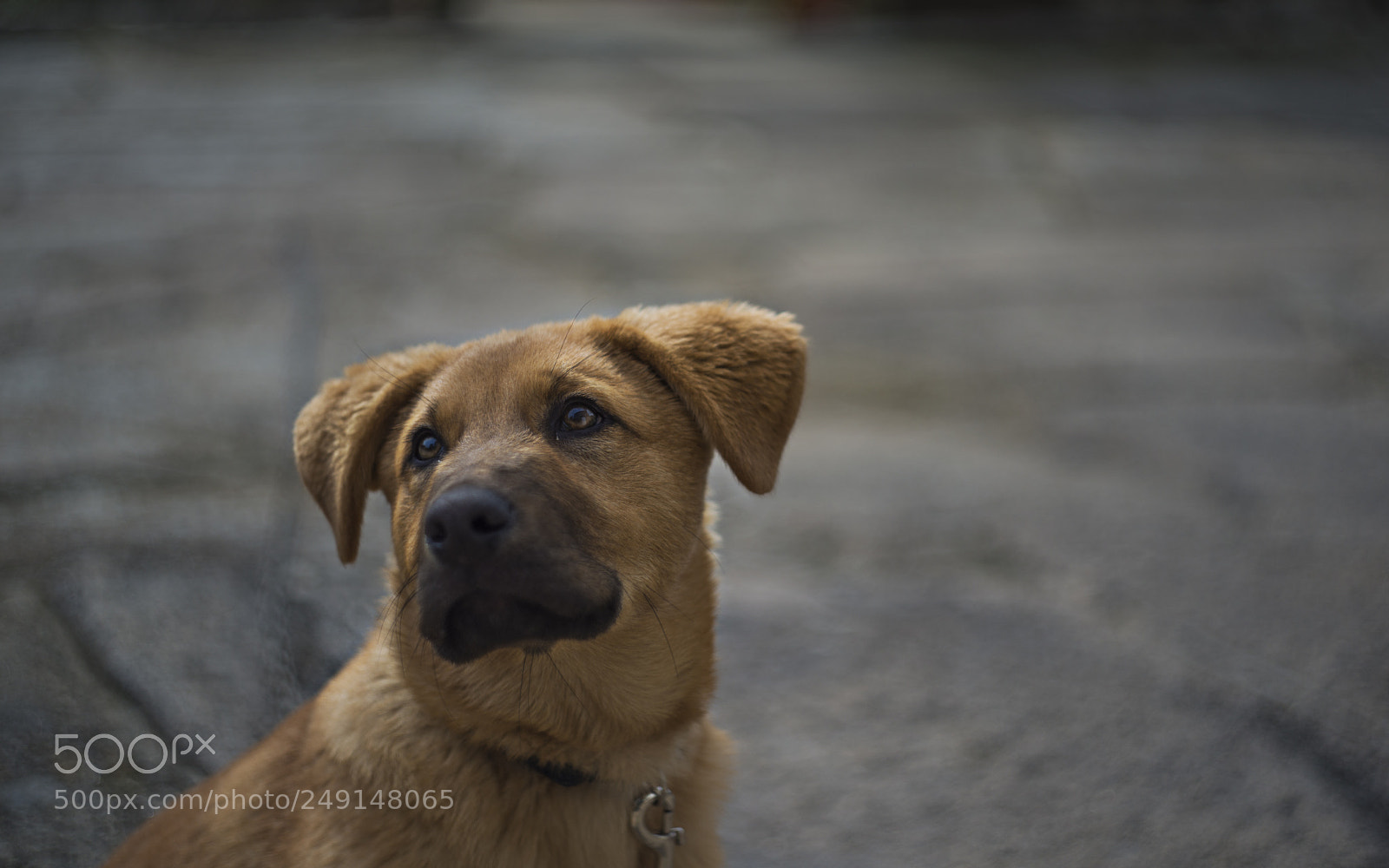 Nikon D800 sample photo. Dad's dog photography