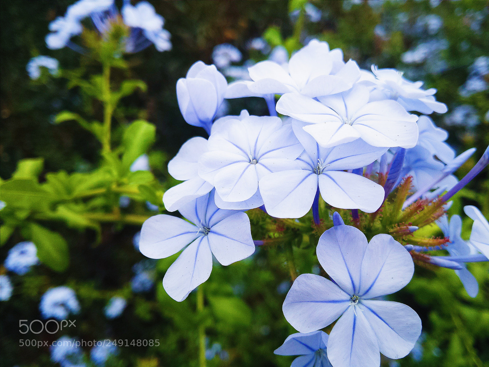 Samsung Galaxy S4 sample photo. Flowers photography