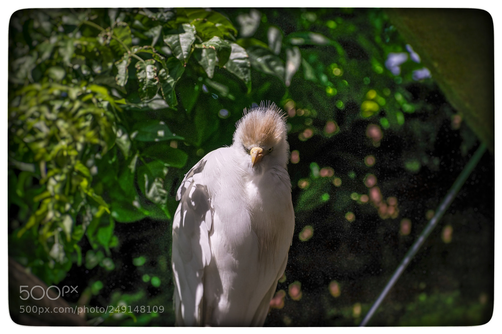 Nikon D5300 sample photo. Ave exótica. photography
