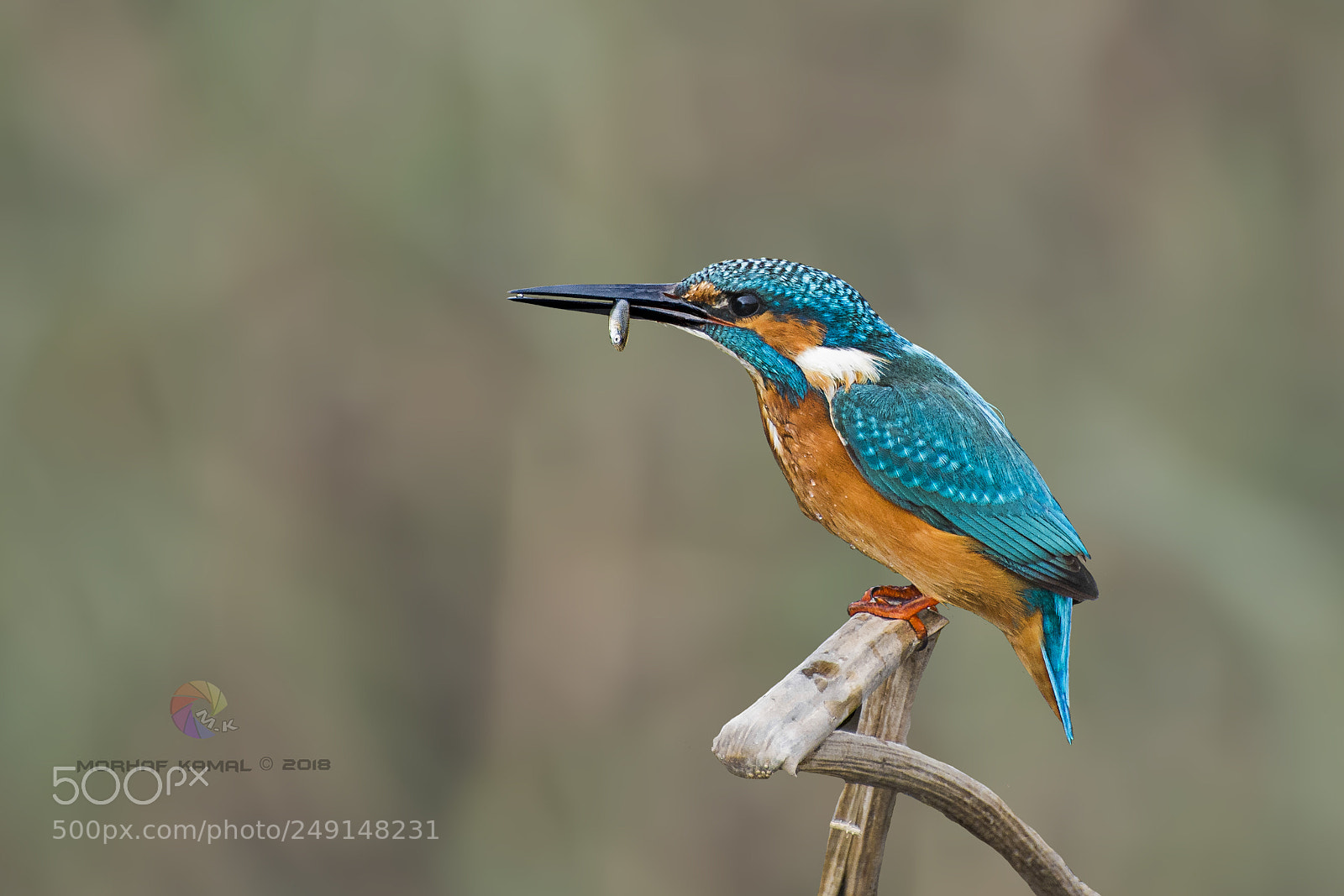 Nikon D7100 sample photo. Common kingfisher photography