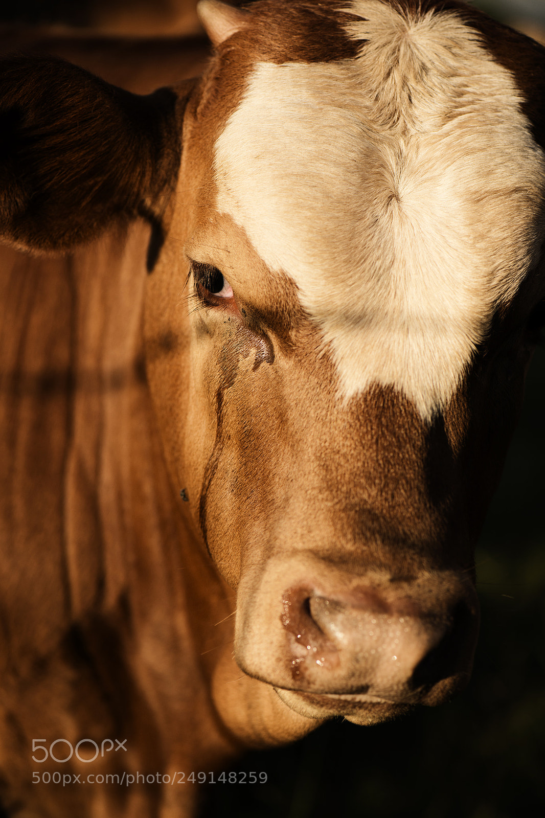 Nikon D800 sample photo. Australian cow photography