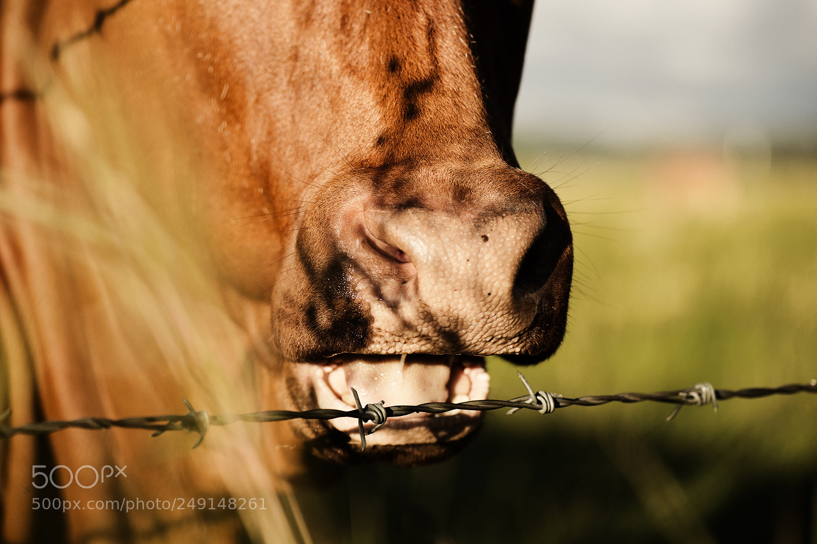 Nikon D800 sample photo. Australian cow photography