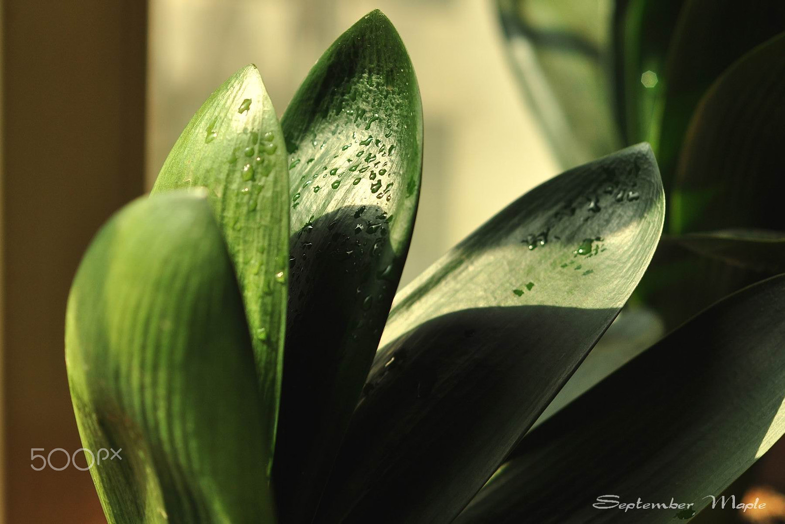Nikon D90 + Nikon AF Nikkor 50mm F1.8D sample photo. 君子兰的新叶 photography