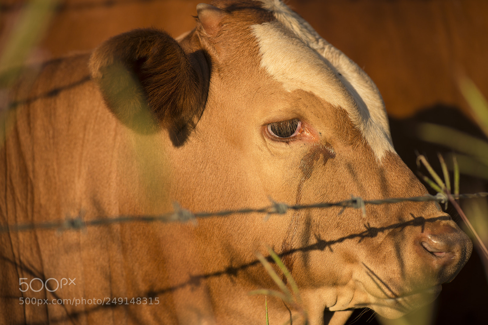 Nikon D800 sample photo. Australian cow photography