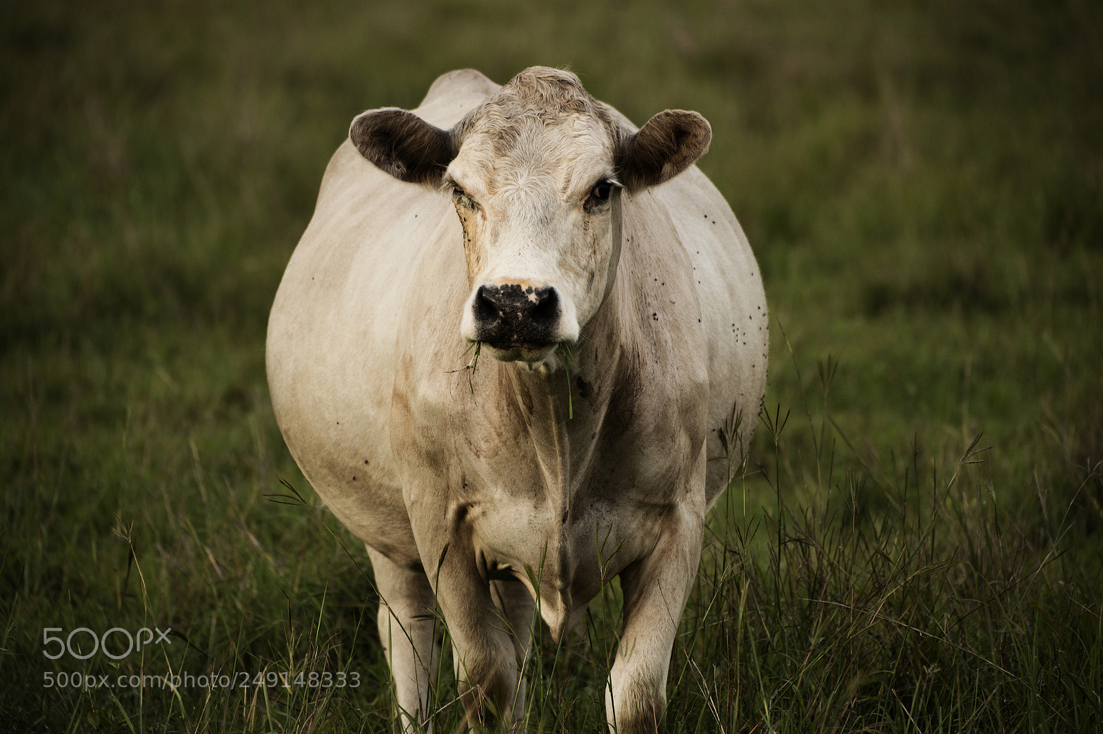 Nikon D800 sample photo. Australian cow photography