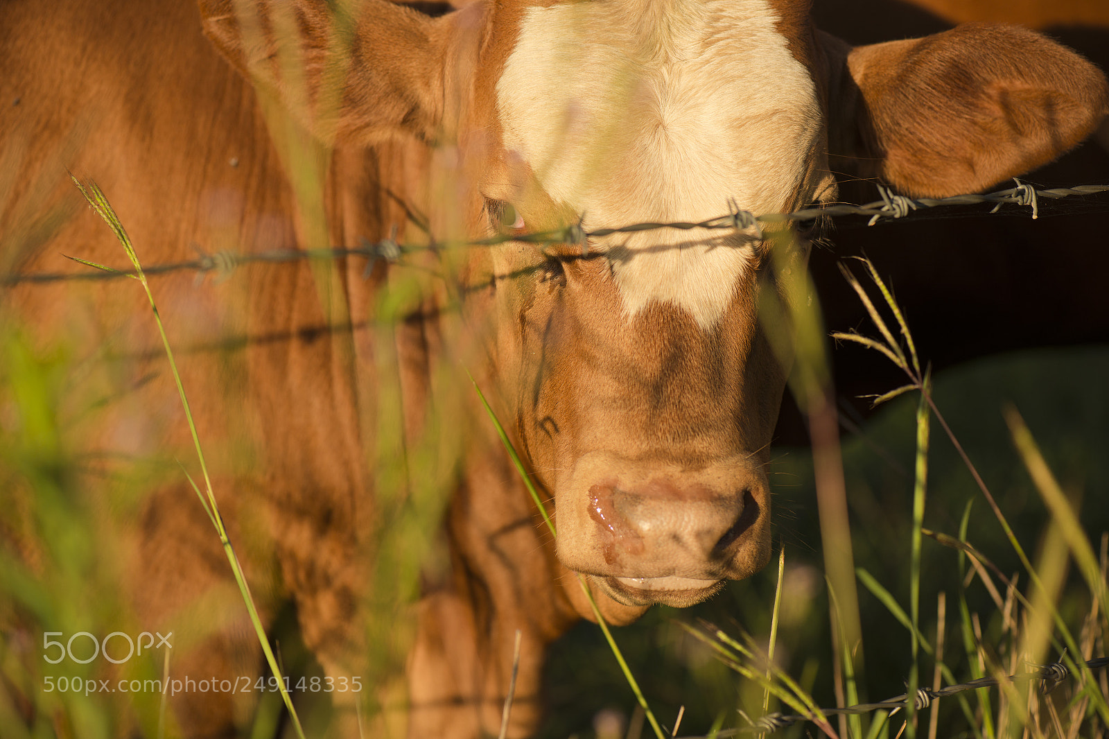 Nikon D800 sample photo. Australian cow photography