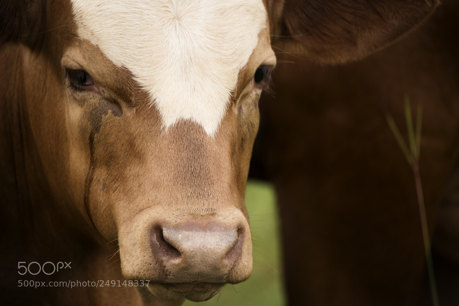 Nikon D800 sample photo. Australian cow photography