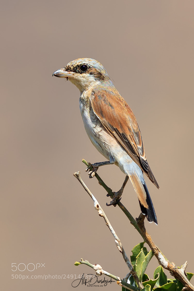 Canon EOS 5DS R sample photo. In the bird paradise photography
