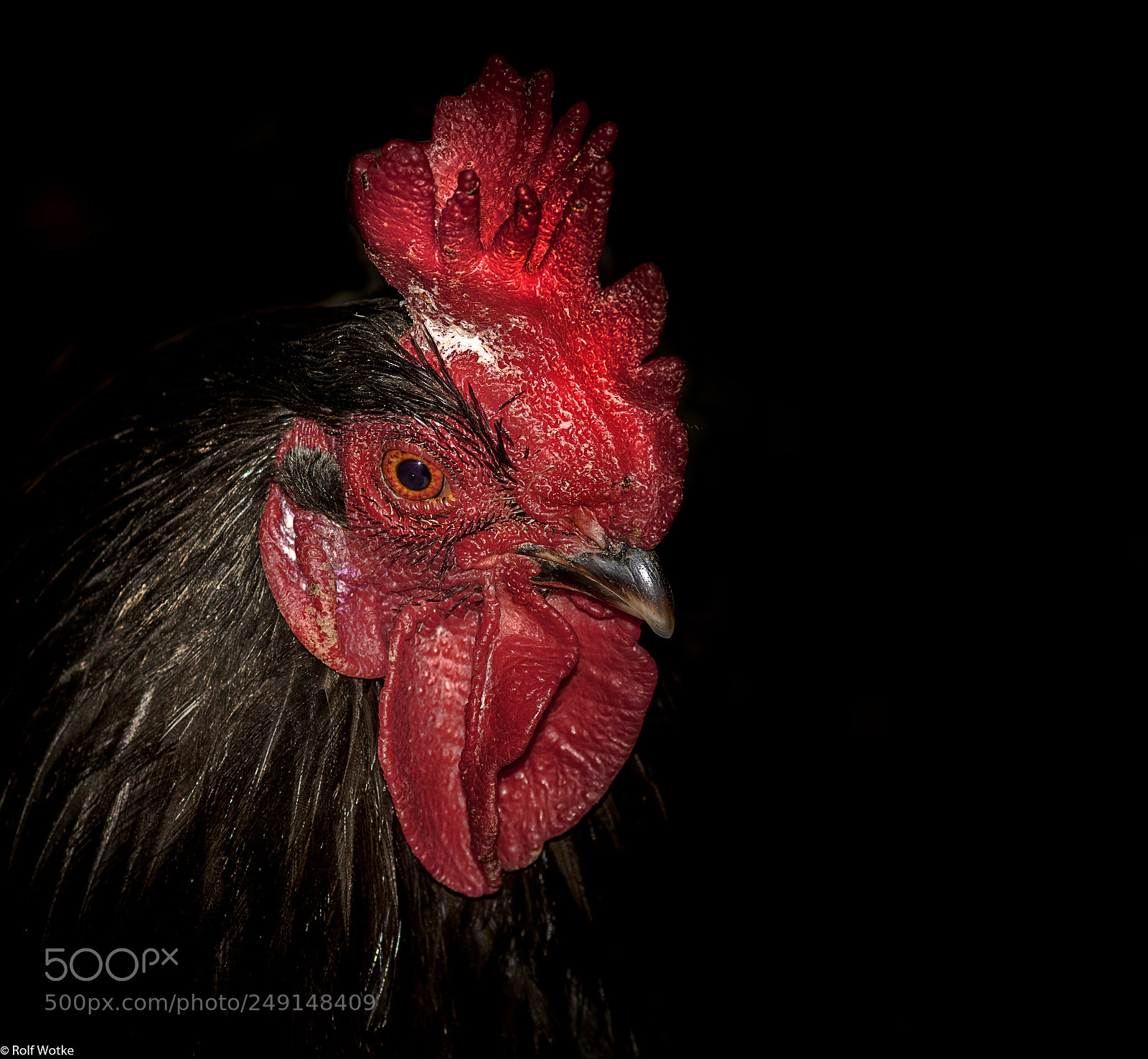 Canon EOS 7D Mark II sample photo. Hahn photography