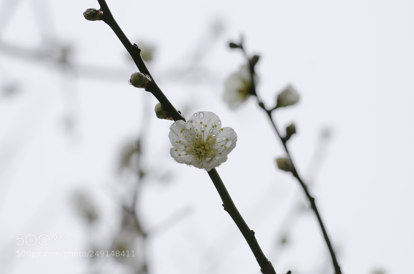 Nikon D7000 sample photo. Untitled photography