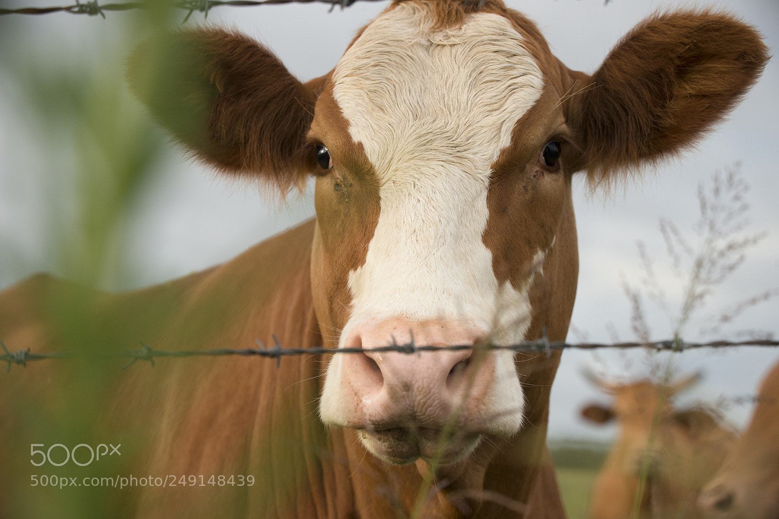 Nikon D800 sample photo. Australian cow photography