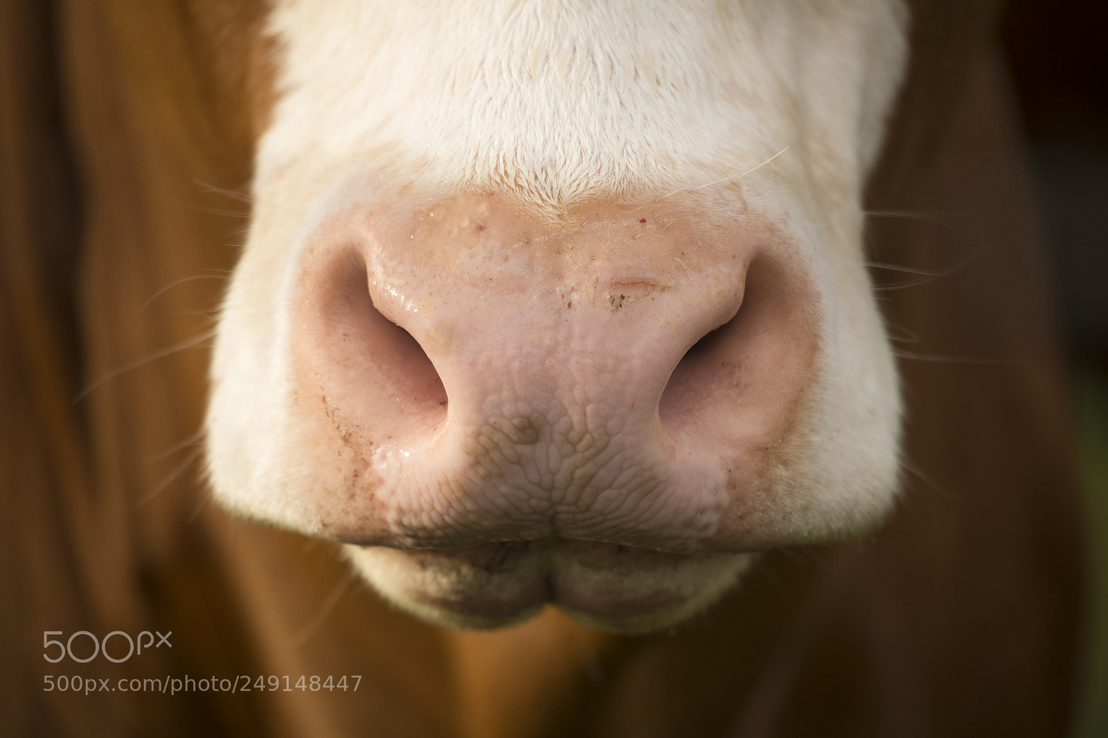 Nikon D800 sample photo. Australian cow photography
