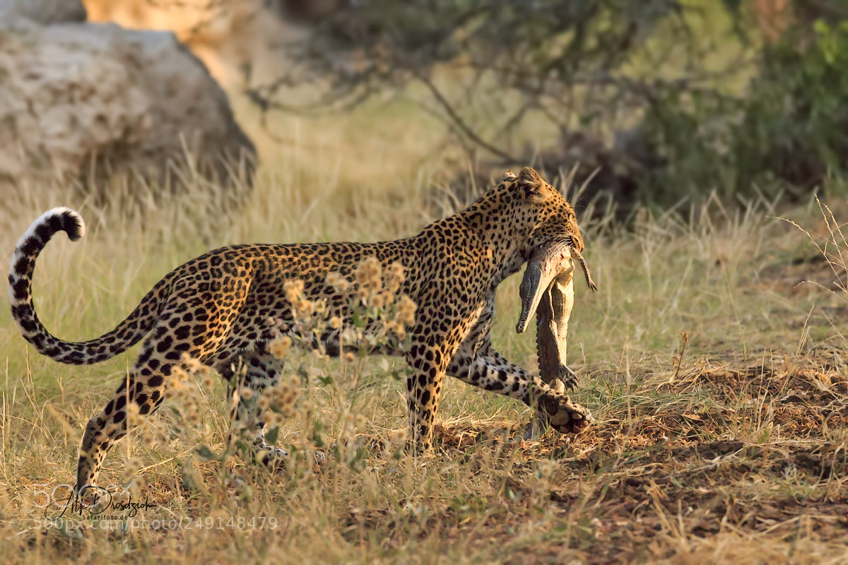 Canon EOS 7D Mark II sample photo. Leopard with crocodile photography