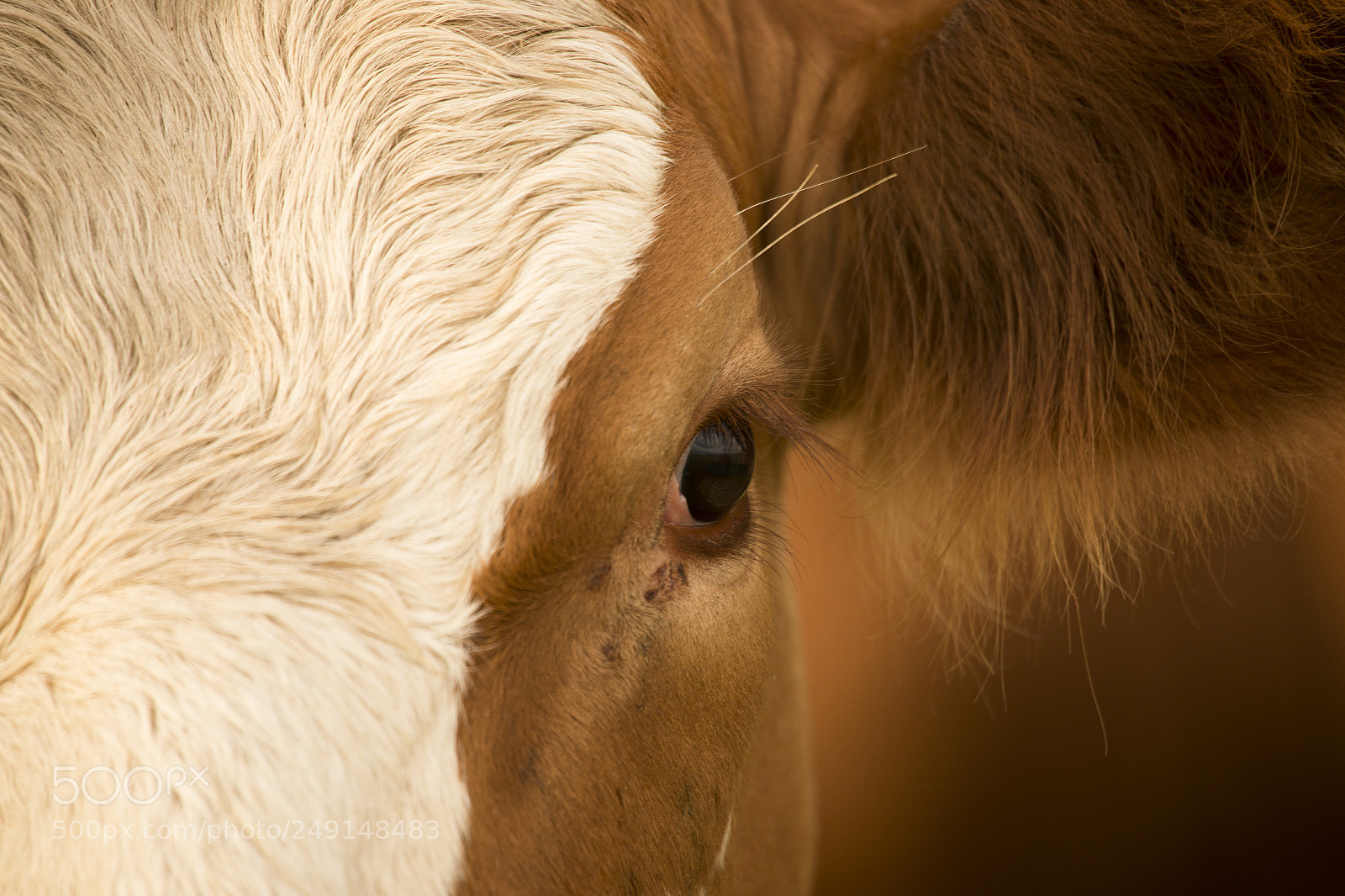 Nikon D800 sample photo. Australian cow photography