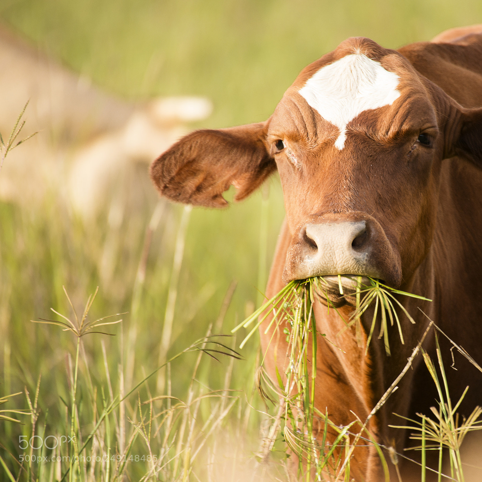 Nikon D800 sample photo. Australian cow photography