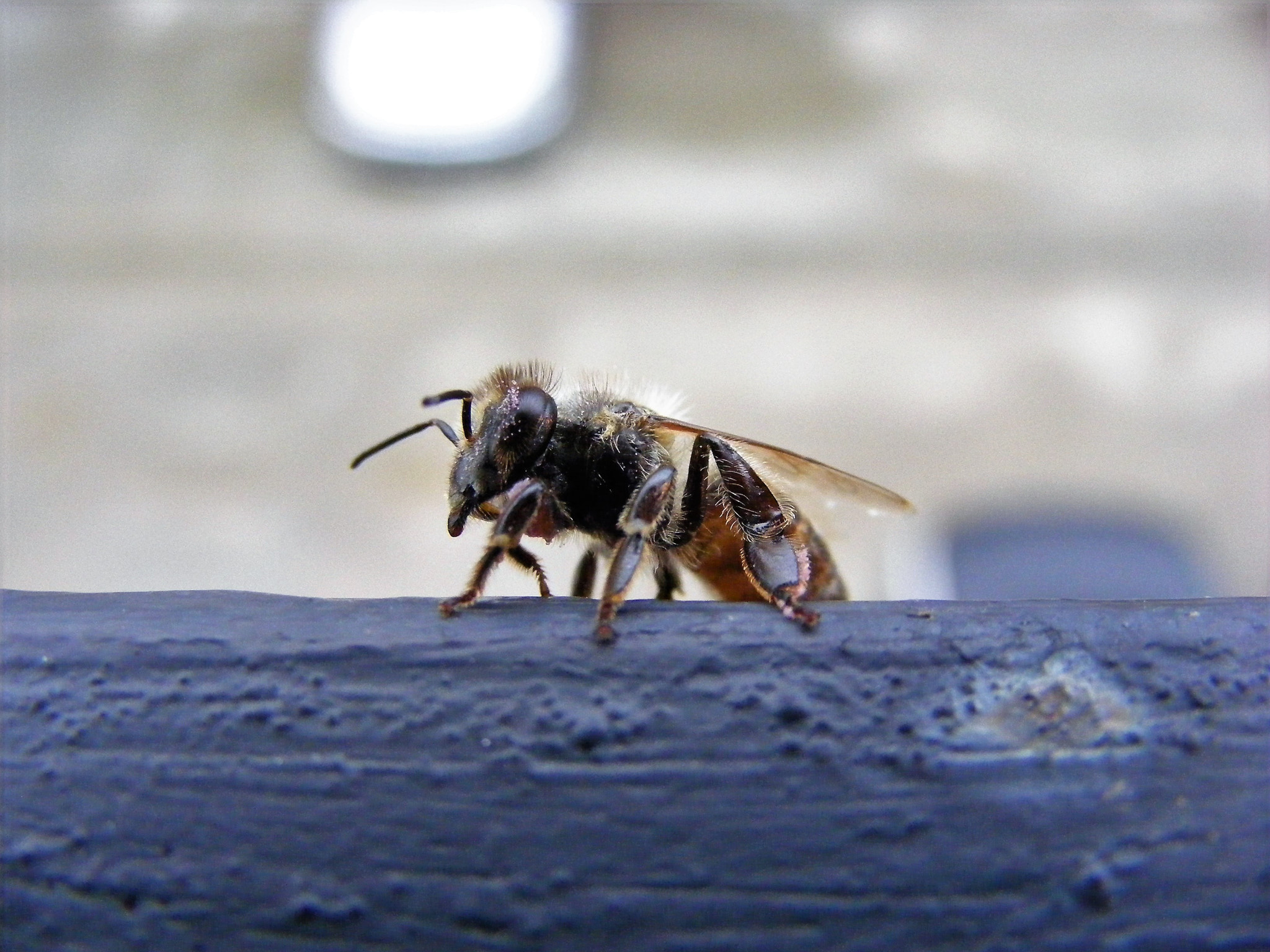 Fujifilm FinePix S5800 S800 sample photo. Wounded bee photography