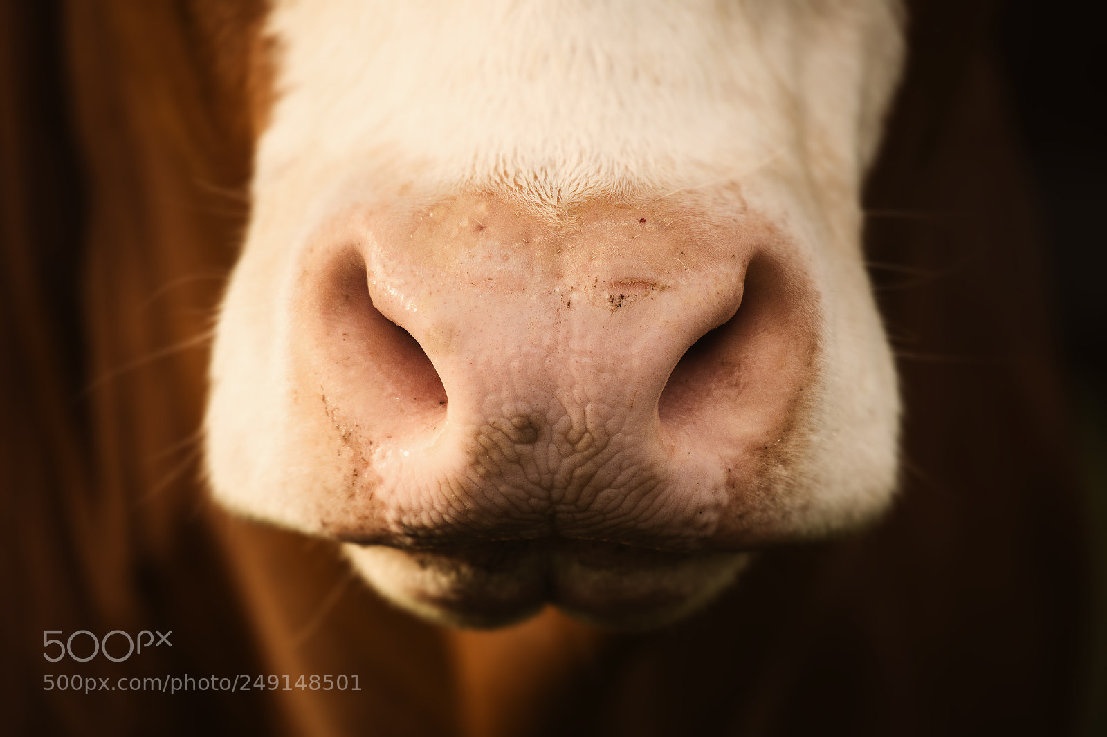 Nikon D800 sample photo. Australian cow photography