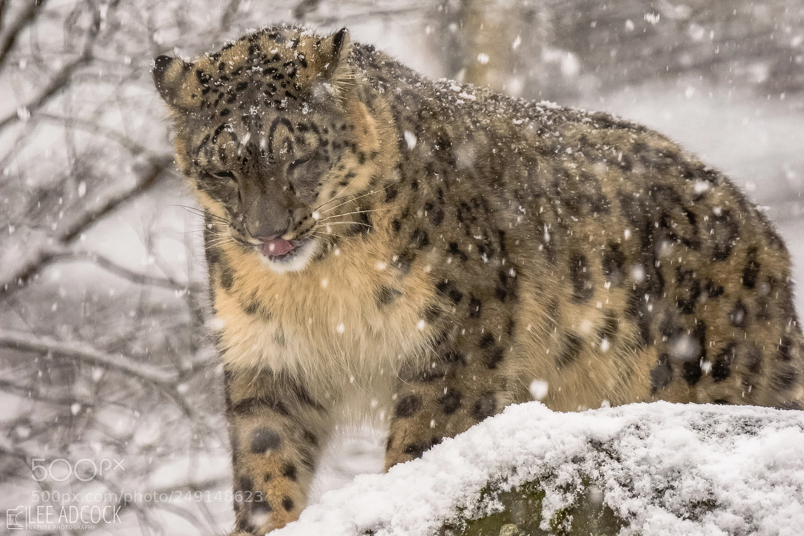 Nikon D7200 sample photo. Snow leopard photography