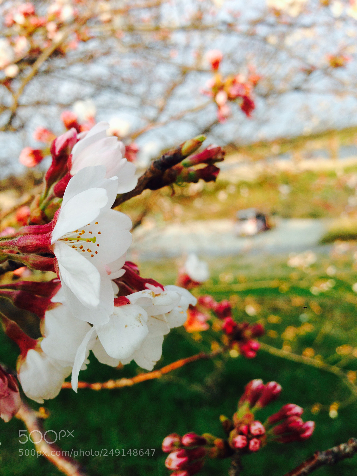 Apple iPhone 5 sample photo. Japan’s sakura photography