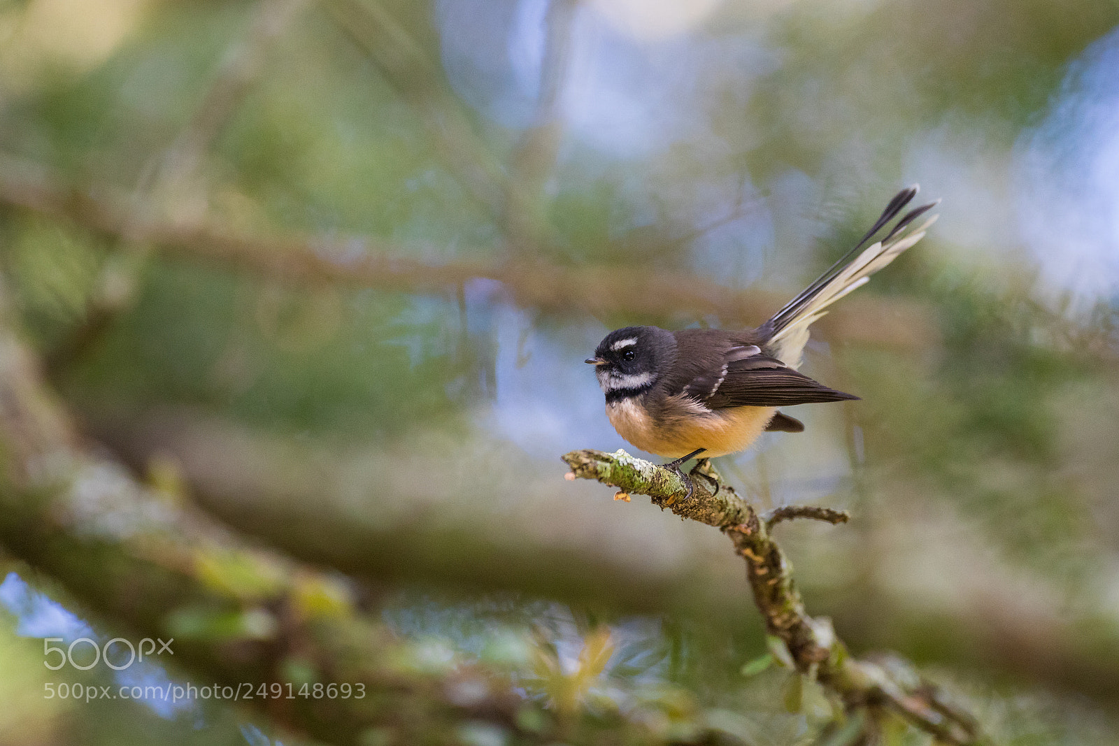 Canon EOS 5D Mark IV sample photo. Fantail (piwakawaka) photography