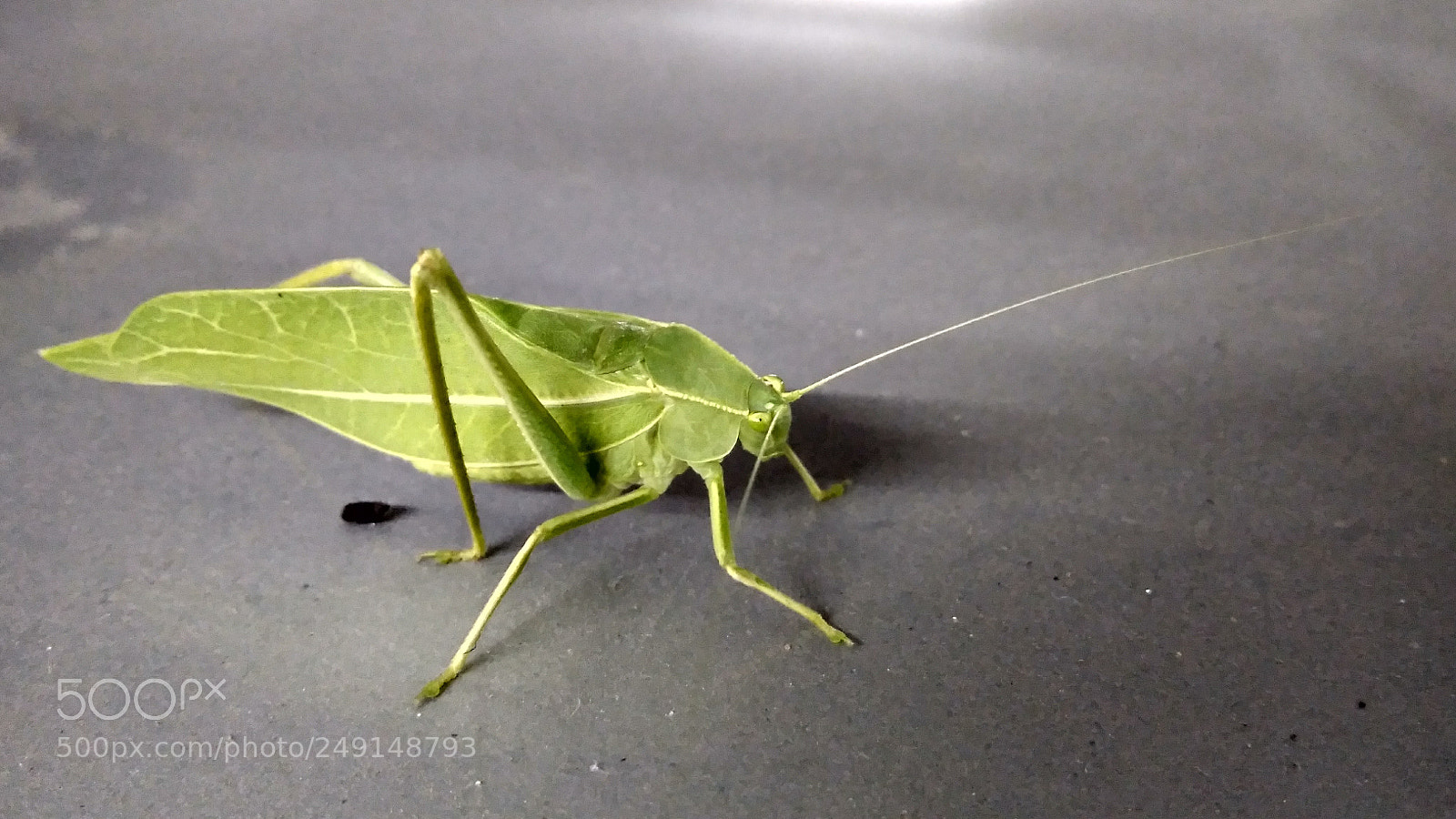 Xiaomi Redmi 4A sample photo. Not a leaf photography