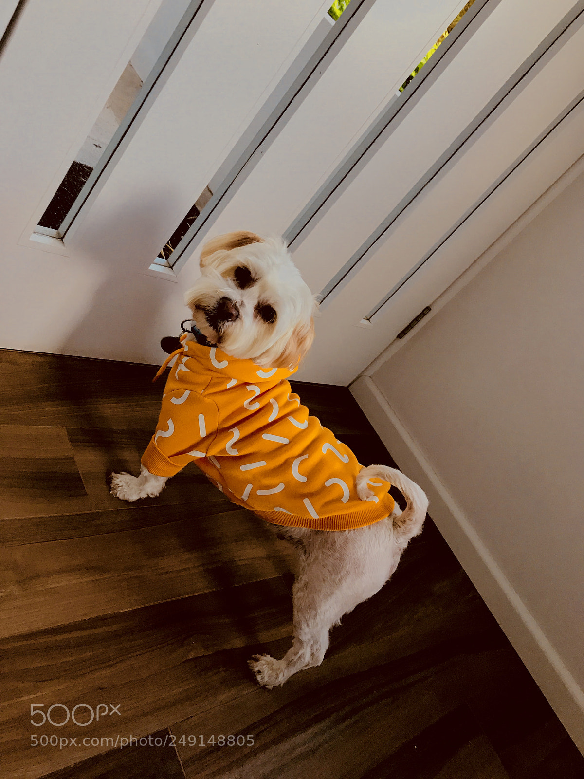 Apple iPhone 7 sample photo. Cute dog ? photography