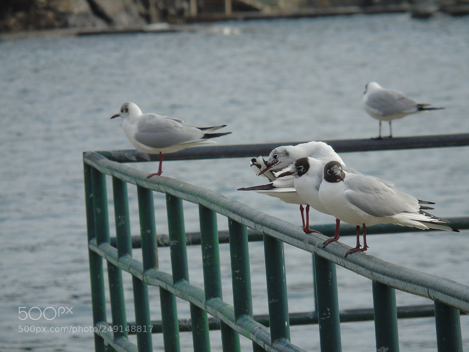 Sony Cyber-shot DSC-H400 sample photo. Animal life photography