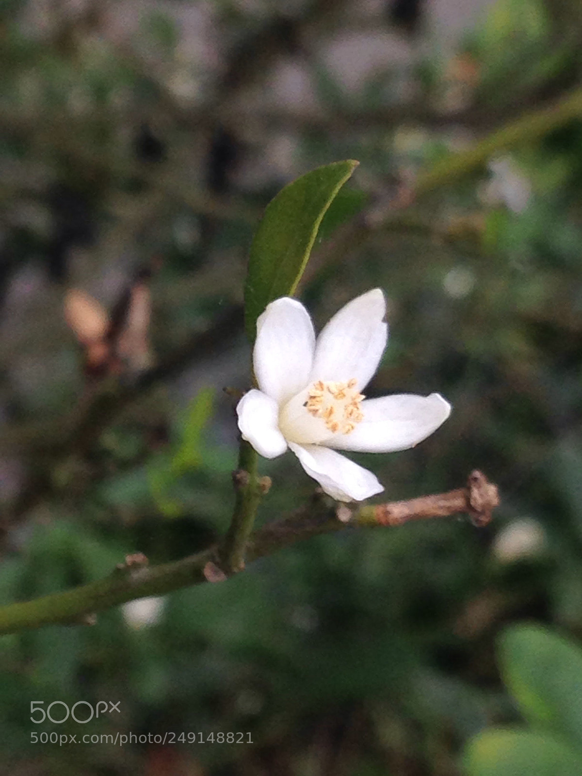 Apple iPhone 5 sample photo. Lemon flower photography