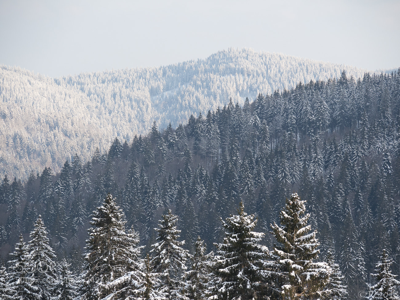 Olympus OM-D E-M1 Mark II sample photo. Cold trees photography